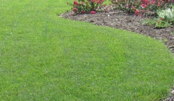 weed control new-tulsa ok results 1